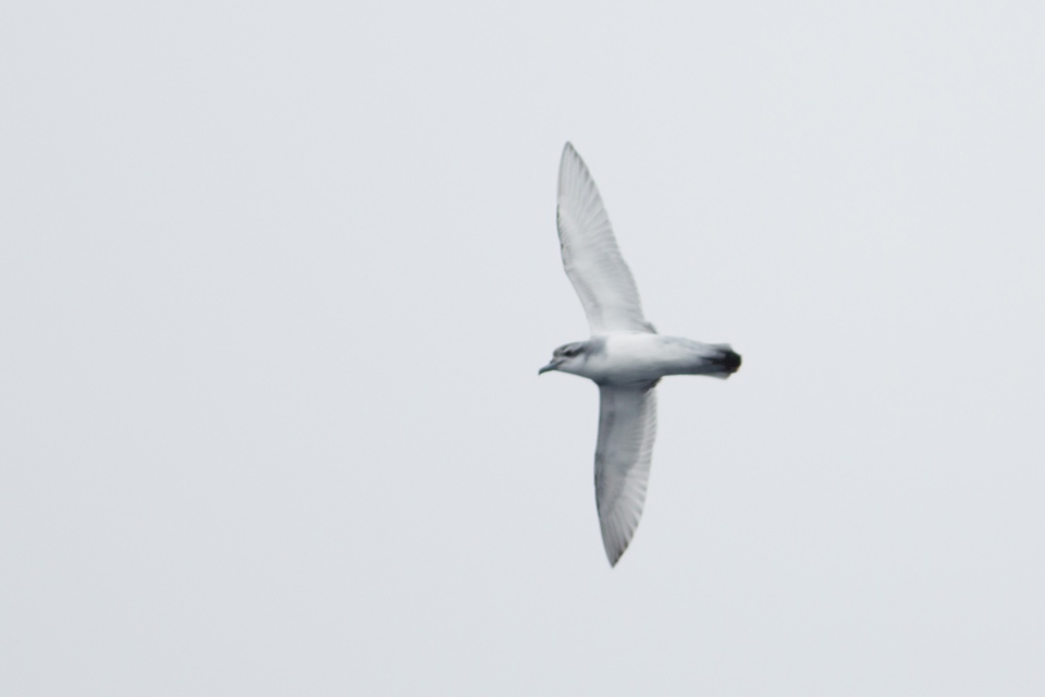 Fulmar Prion (Pachyptila crassirostris)